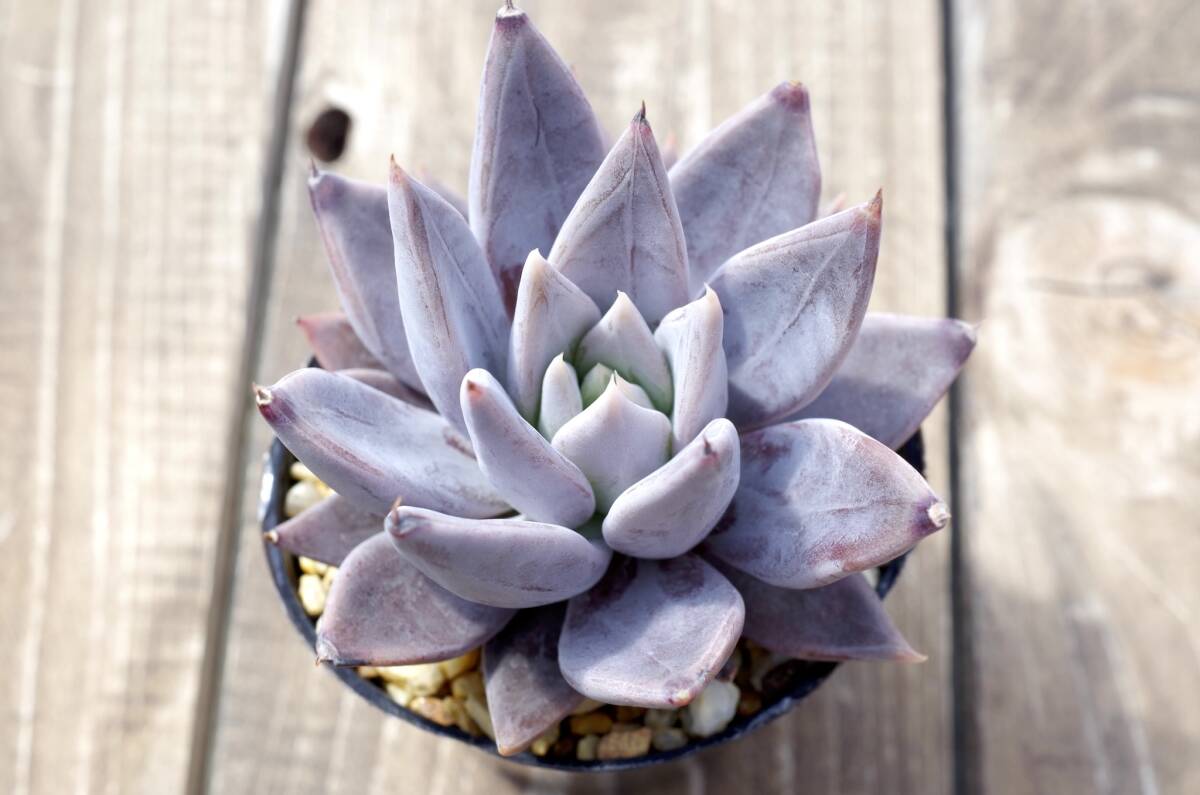 【原種】エケベリア クライギアナ チワワ Echeveria craigiana,chuahua 自家繁殖苗 ドイツ種子実生 _画像5