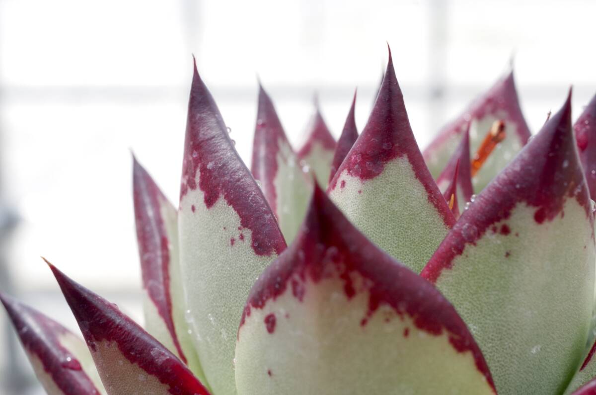 【人気種】エケベリア アガボイデス 'エボニー スーパークローン’ Echeveria agavoides 'Evony Super Clone' 多肉植物 自家繁殖苗の画像3