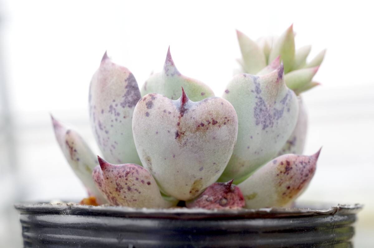 【実生】エケベリア リアル デ カトルス Echeveria sp Real de Catorce ドイツ種子 多肉植物 の画像4