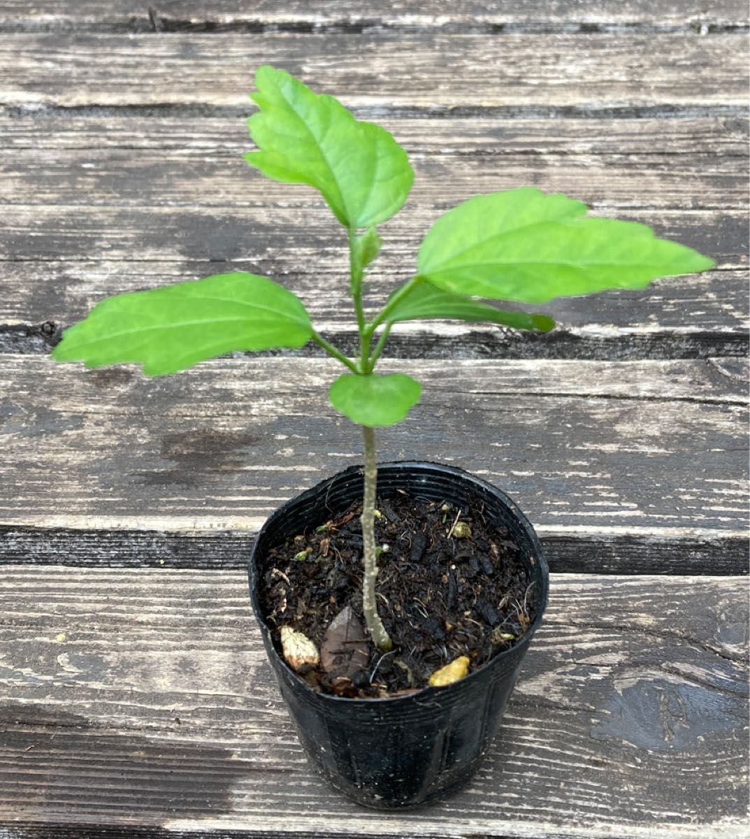 ばらこ様専用　おまとめ　ムクゲ　苗　木槿　むくげ　ラベンダー色　うす紫の花　夏の花　茶花　花の苗　