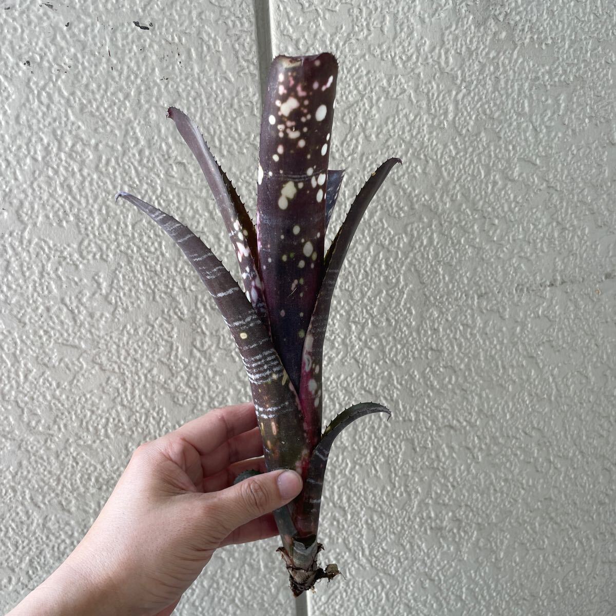 ビルベルギア Billbergia ブラックパール　Black Pearl_画像3