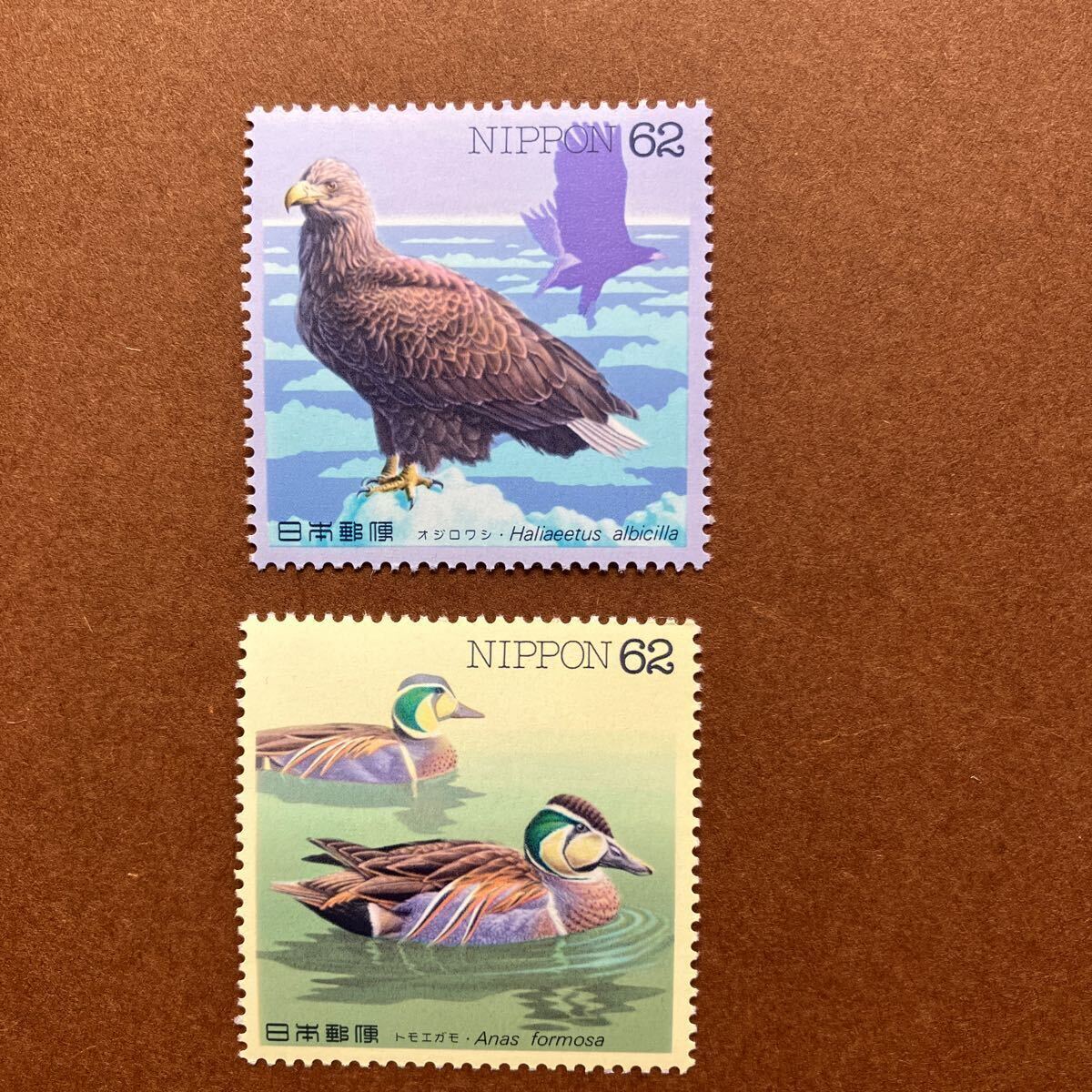  waterside bird series no. 8 compilation mail stamp /1993 year issue /62 jpy stamp / single one-side summarize /tomoegamo/oji lower si/ pamphlet ( instructions manual ) attaching / unused / wild bird 