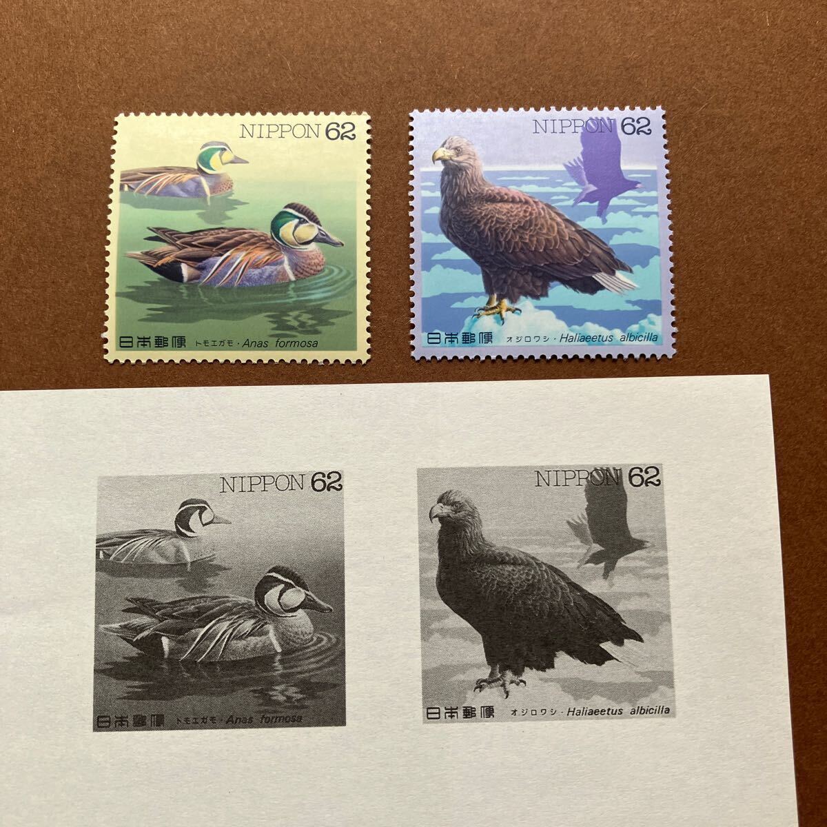  waterside bird series no. 8 compilation mail stamp /1993 year issue /62 jpy stamp / single one-side summarize /tomoegamo/oji lower si/ pamphlet ( instructions manual ) attaching / unused / wild bird 