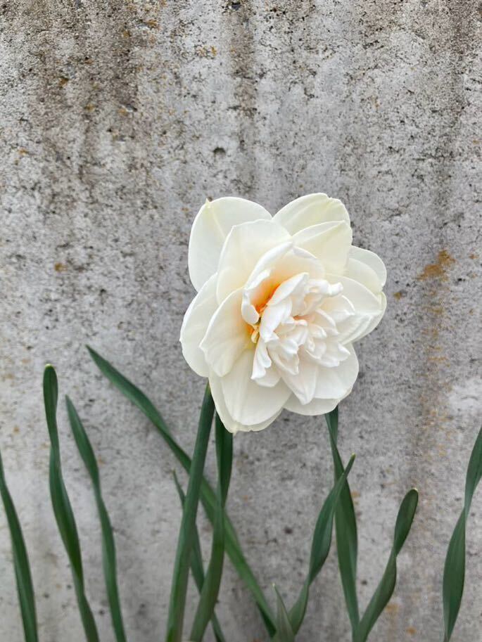 今年開花した球根 5球 香り水仙 八重咲き/白色×オレンジ/芳香性/房咲きではありません_画像5