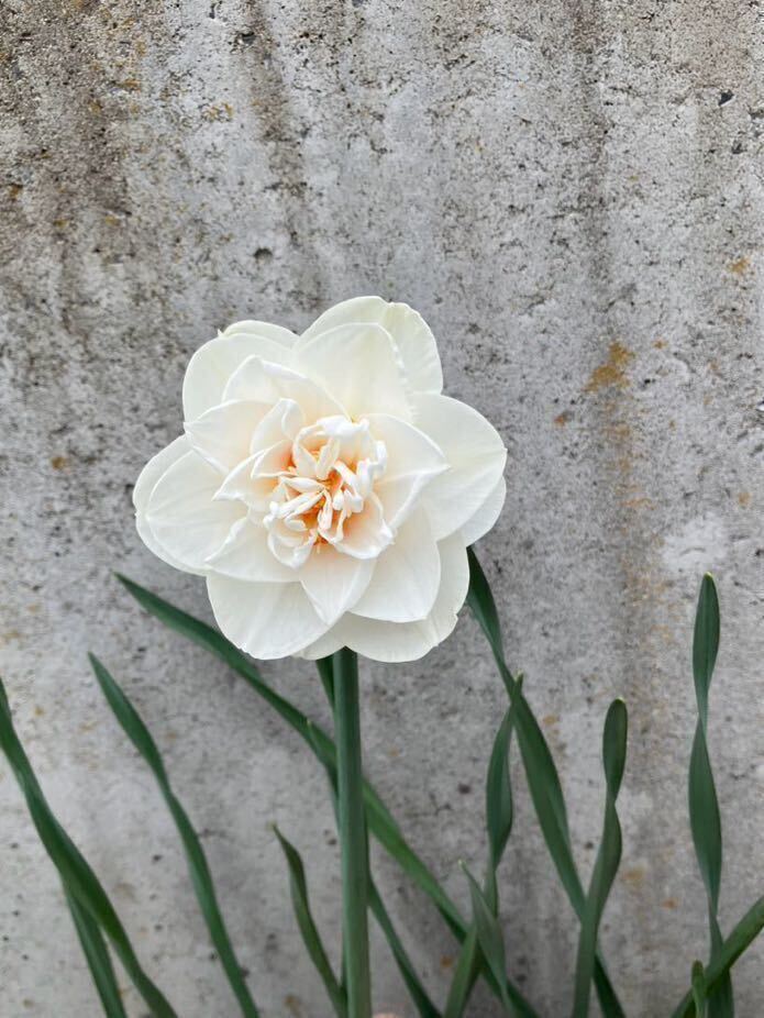 今年開花した球根 5球 香り水仙 八重咲き/白色×オレンジ/芳香性/房咲きではありません_画像4