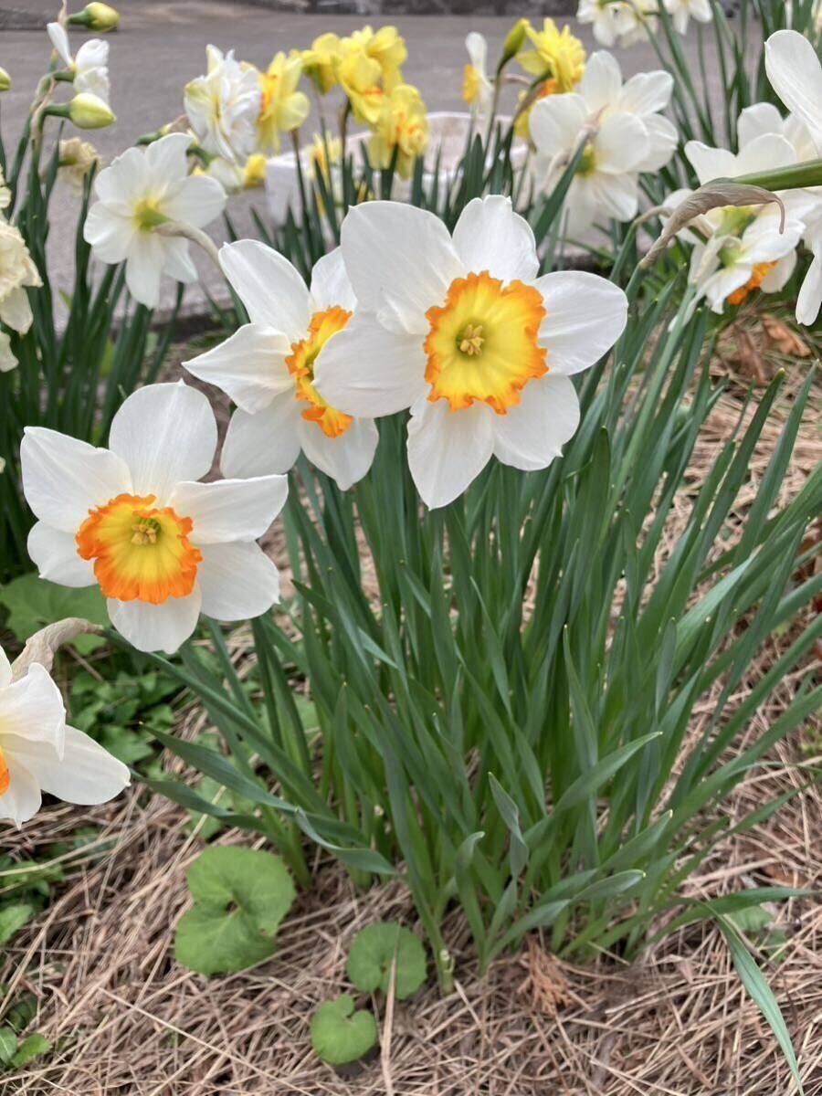 今年開花した球根 10球 水仙 球根 /白色×黄色+オレンジ_画像7