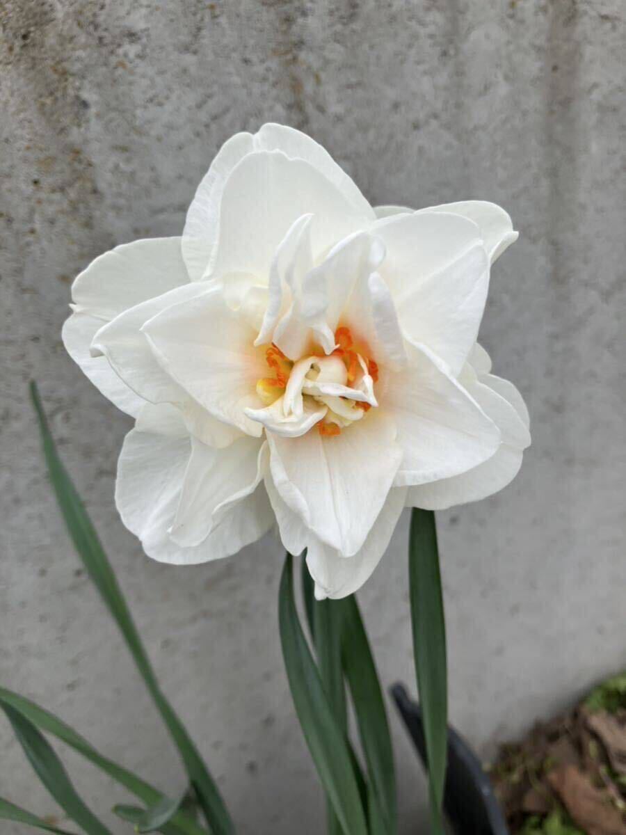  этот год цветение сделал луковица 5 лампочка аромат нарцисс . -слойный ../ белый цвет × orange / аромат ./... нет 