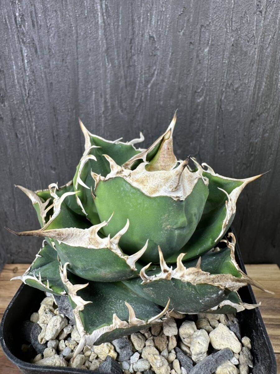 アガベ チタノタ 南アフリカダイヤモンド 子株 agave titanota South Africa Diamond ①の画像4