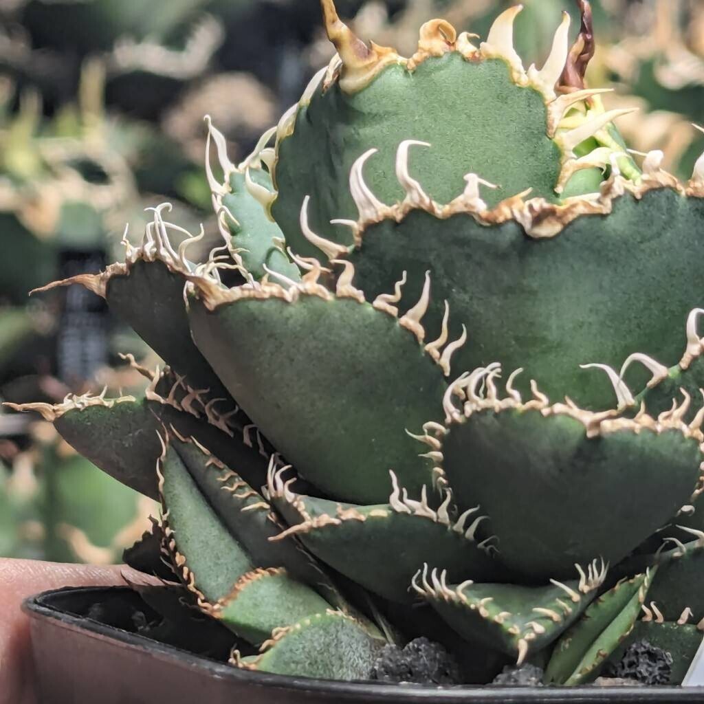 【 フィリグリー仔吹きタイプ PUP - B 微発根済み】 （圓葉拇指） アガベ チタノタ Agave filigreeの画像2