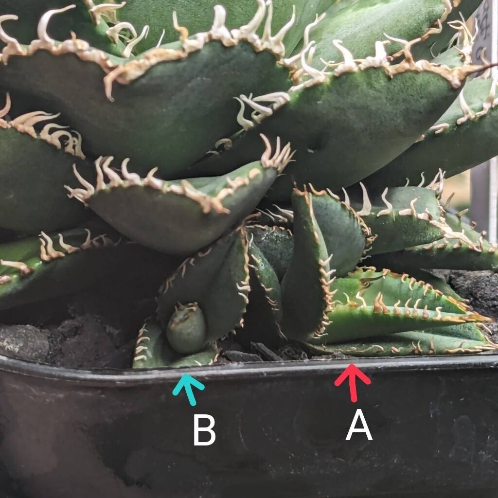 【 フィリグリー仔吹きタイプ PUP - B 微発根済み】 （圓葉拇指） アガベ チタノタ Agave filigreeの画像7