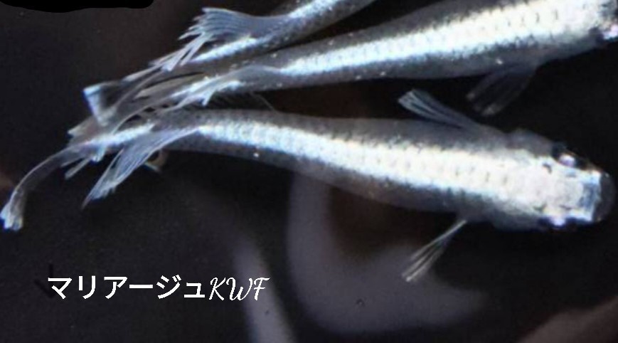 【30個＋α】マリアージュ キッシングワイドフィン 有精卵 めだか 非常に人気の品種です【 桜町メダカ】久しぶりの出品ですの画像1