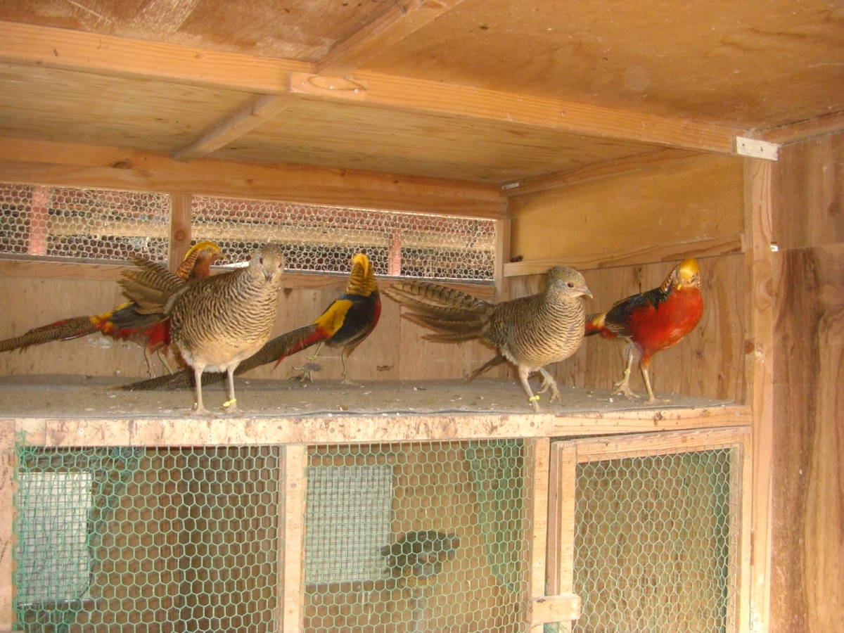 キンケイの卵6個（食用）の画像2