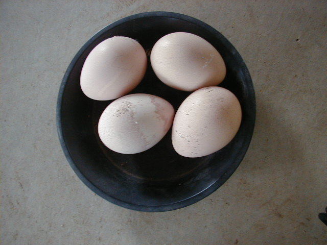 クジャクの卵４個（食用）の画像3