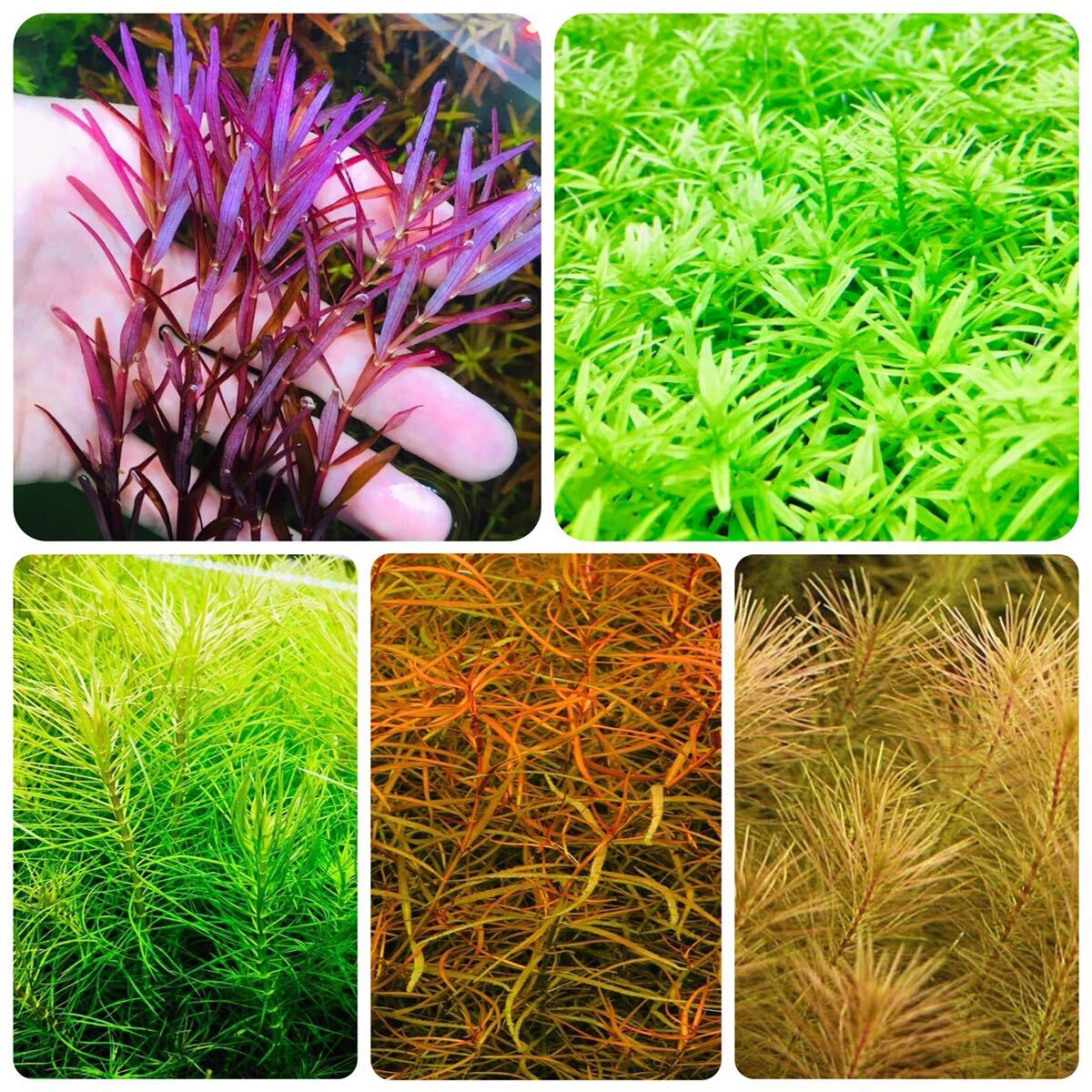 水草セット 5種類 水中葉 無農薬 無害虫|Yahoo!フリマ(旧PayPayフリマ)