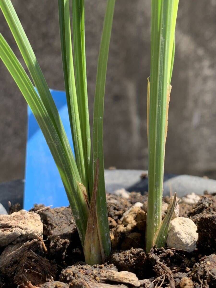 中国春蘭 蓮弁蘭　【如意素荷】 2本立 新芽付き 葉長は約60cm【春蘭、寒蘭、長生蘭、万年青、中国蘭、山野草、東洋蘭】_画像5