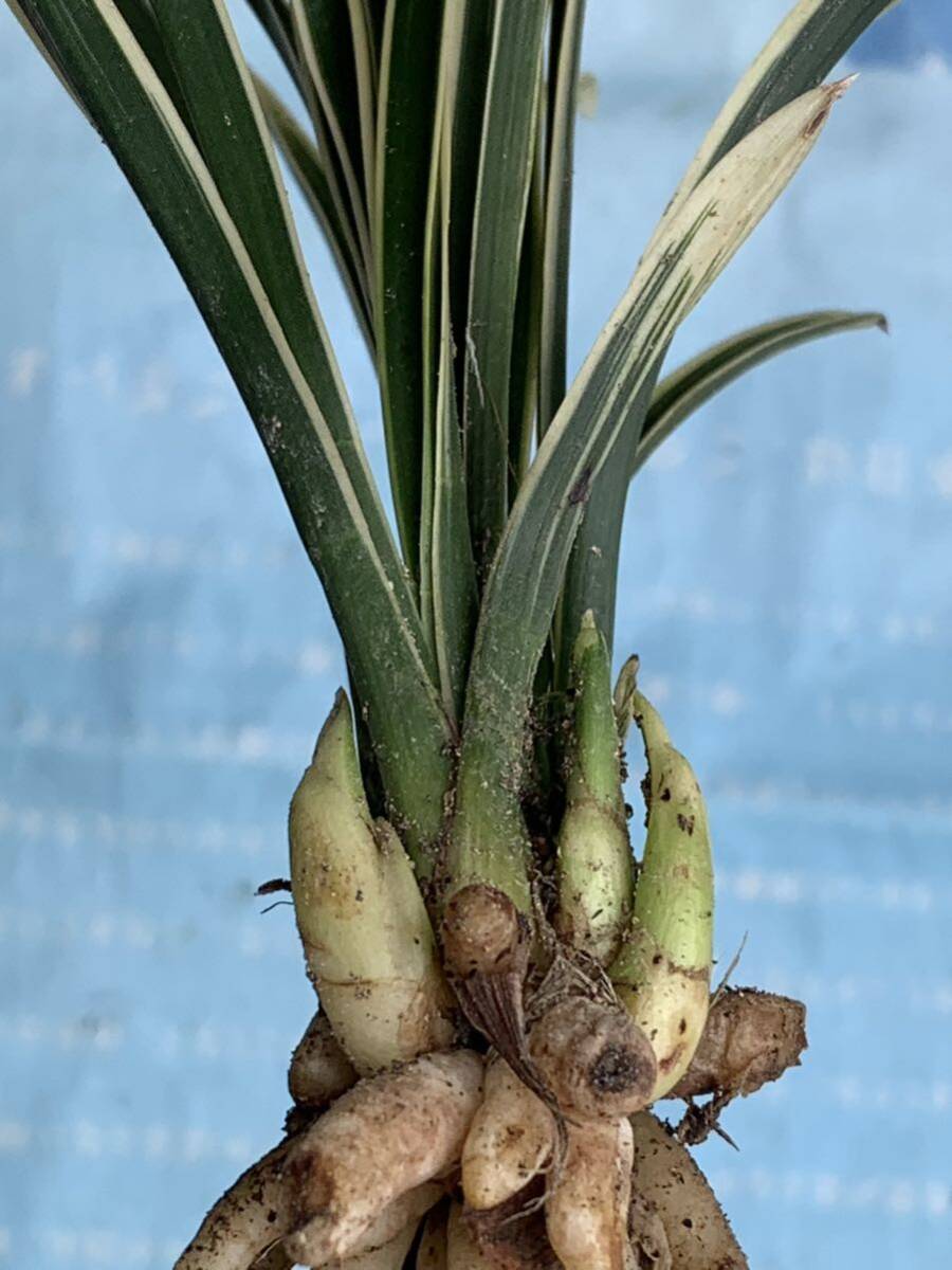 春蘭 ｛盤古｝白覆輪芸　上木４本立 新芽３つ付き 葉長は約20cm ｛春蘭、寒蘭、日本春蘭、中国春蘭、中国蘭、山野草 ｝_画像5