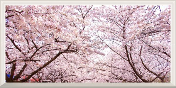 【パノラマ扉なし窓仕様】-窓の景色- さくらの開花 春の景色 桜の木 サクラ 八重桜 ソメイヨシノ 壁紙ポスター 特大版 1152×576mm 025NS1_画像1