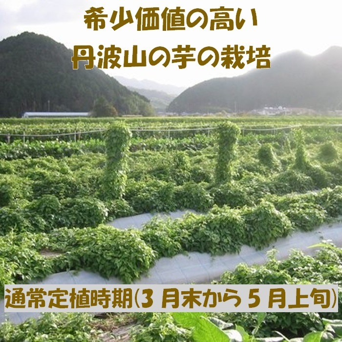 後は植えるだけ！ カット種芋 5キロ 丹波山の芋 つくね芋 送料無料 _画像4