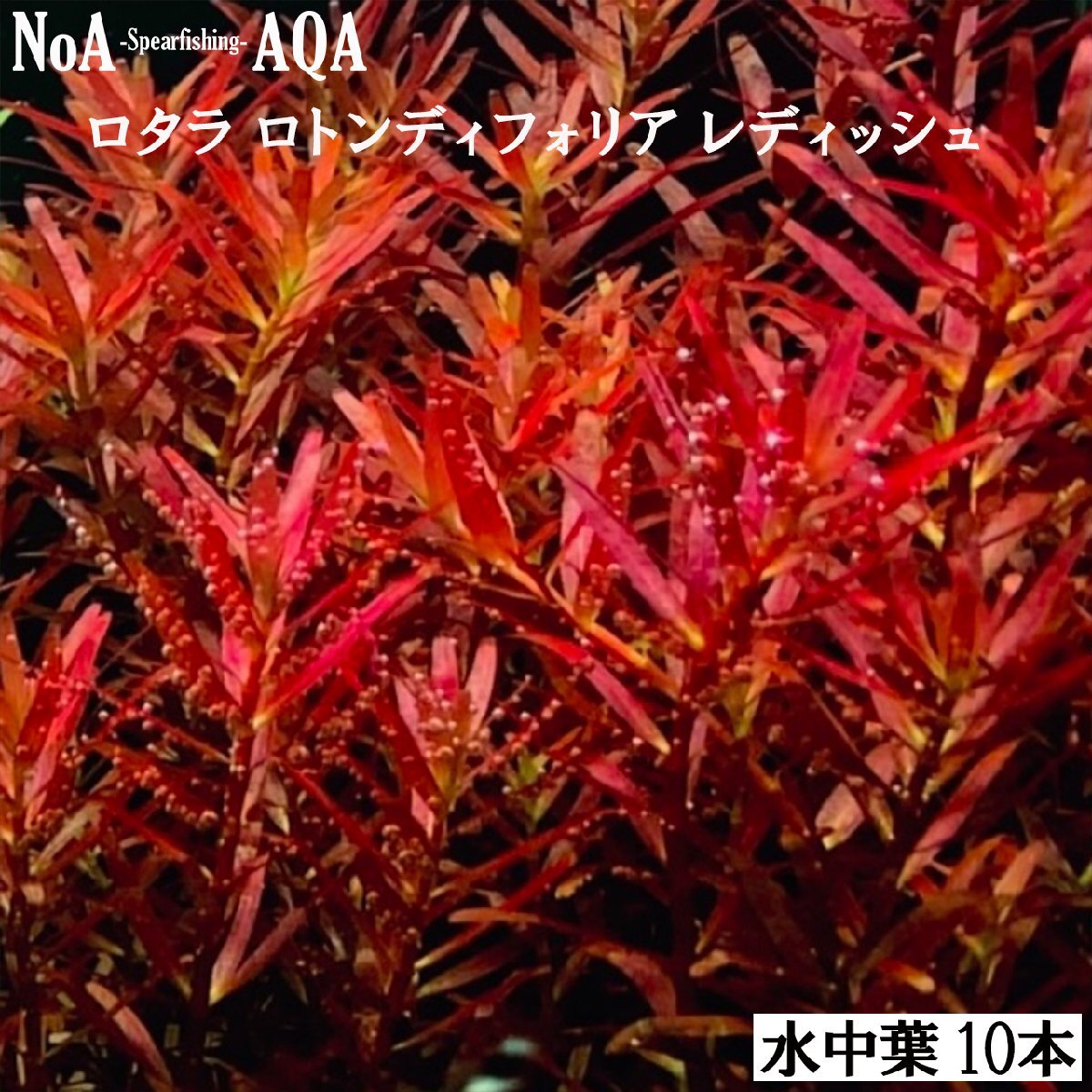 NoA water plants underwater leaf less pesticide ro cod ro ton tifo rear reddish 10ps.@ aquarium aquarium biotope ro ton jifo rear middle .. after ..