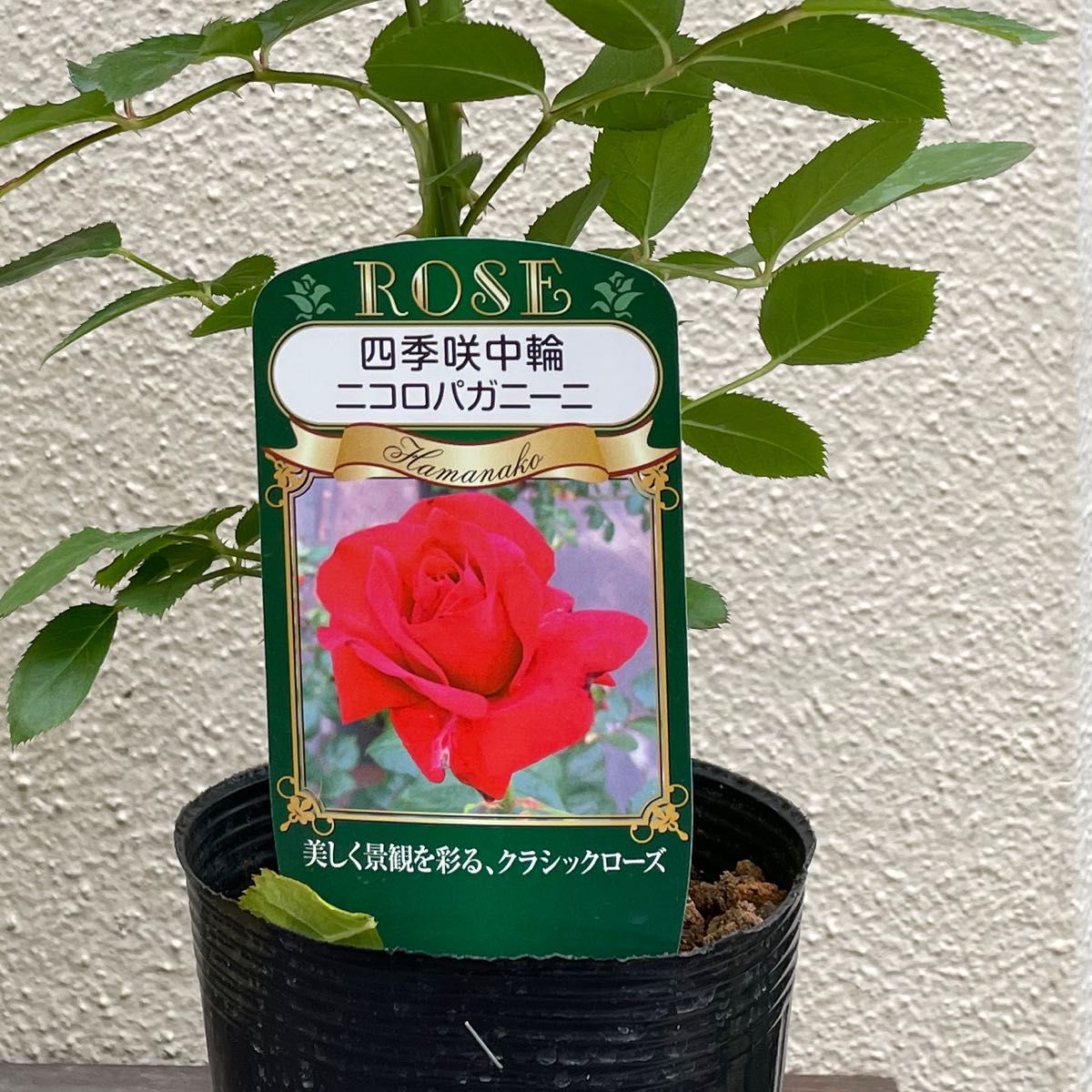 バラ四季咲き中輪ニコロパガニー二3.5寸美品