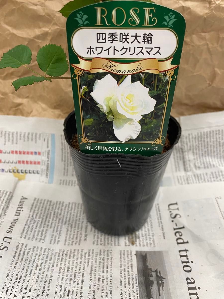 バラ四季咲き大輪　ホワイトクリスマス3.5寸苗　　※まとめ買いお得です
