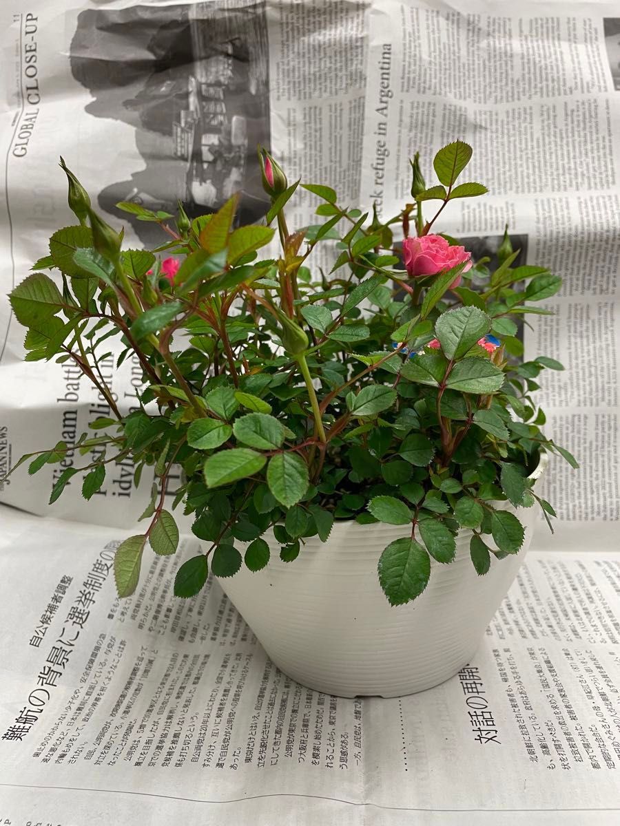 ミニバラ スカビラ6寸新品未使用 4/13更新しました  可愛いバラが咲き出してます。※バラの種類どれでもまとめ買いがお得です