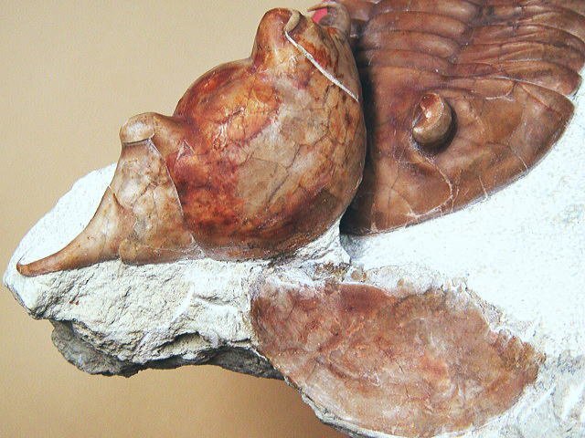 化石 三葉虫 レア種！巨大 ４億年前！最高級 ロシア産 原石 標本 観賞石 鉱物 銘石 石 インテリア 水石の画像8