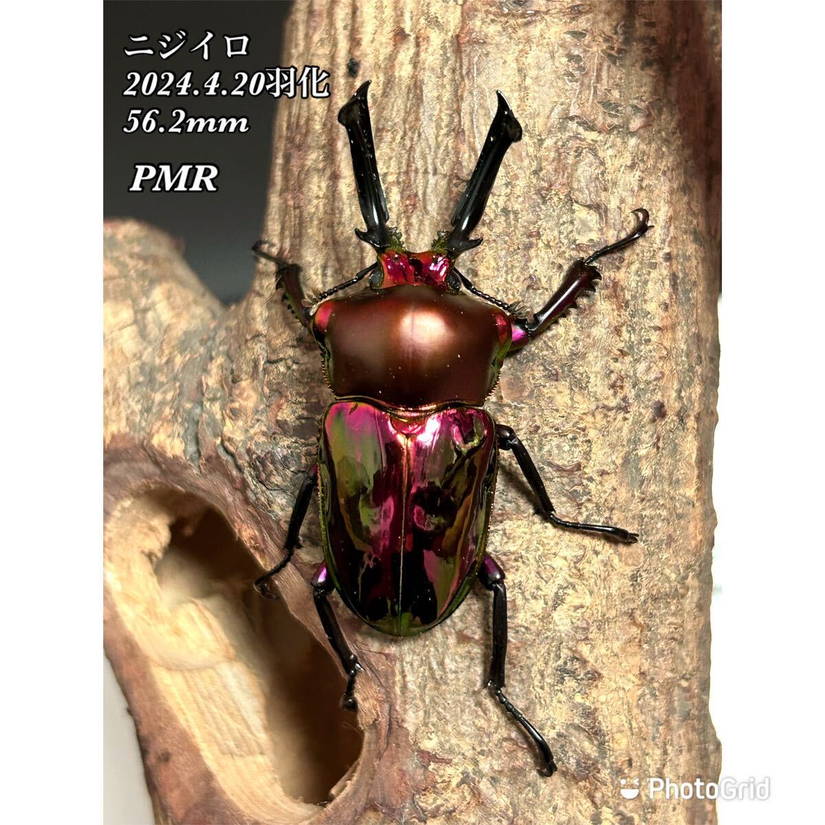 【PMR-R 累代】スーパーレッド ニジイロクワガタ ペア_画像1