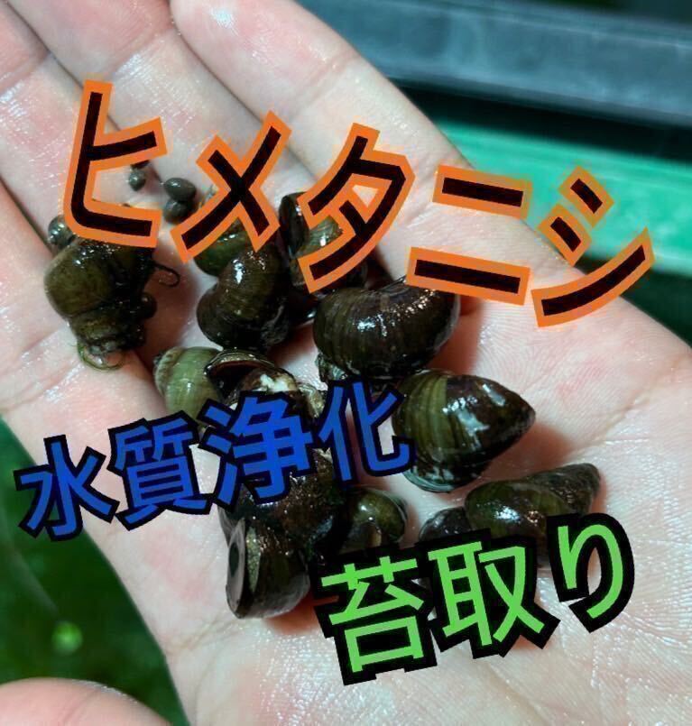 ヒメタニシ 100個＋α トリートメント済 水質浄化！苔取り！2_画像1