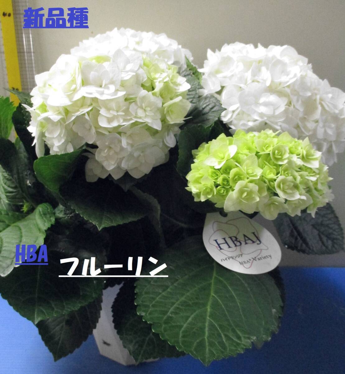 得☆彡新品種 開花鉢 HBA フルーリン ５号の画像1