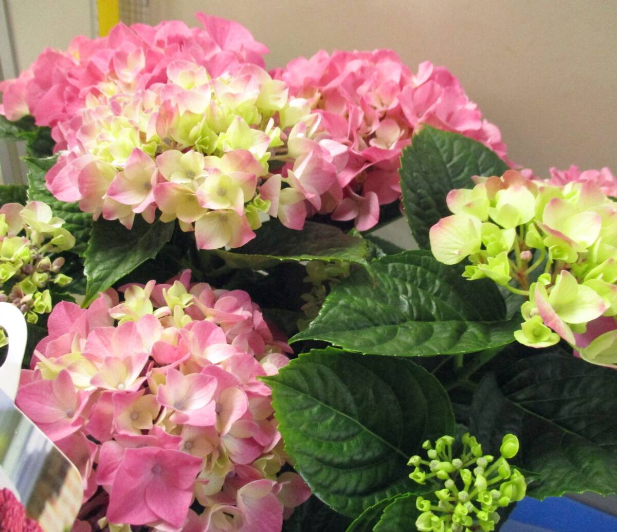 ラスト週末特価！【新品種】☆彡次々にお花が咲く TABLE tensia pink 5号の画像4