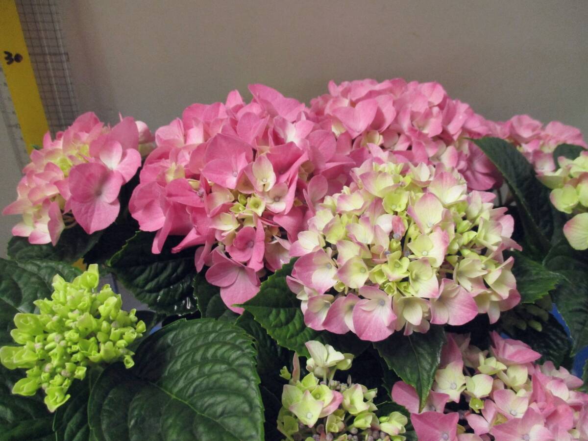 ラスト週末特価！【新品種】☆彡次々にお花が咲く TABLE tensia pink 5号の画像2