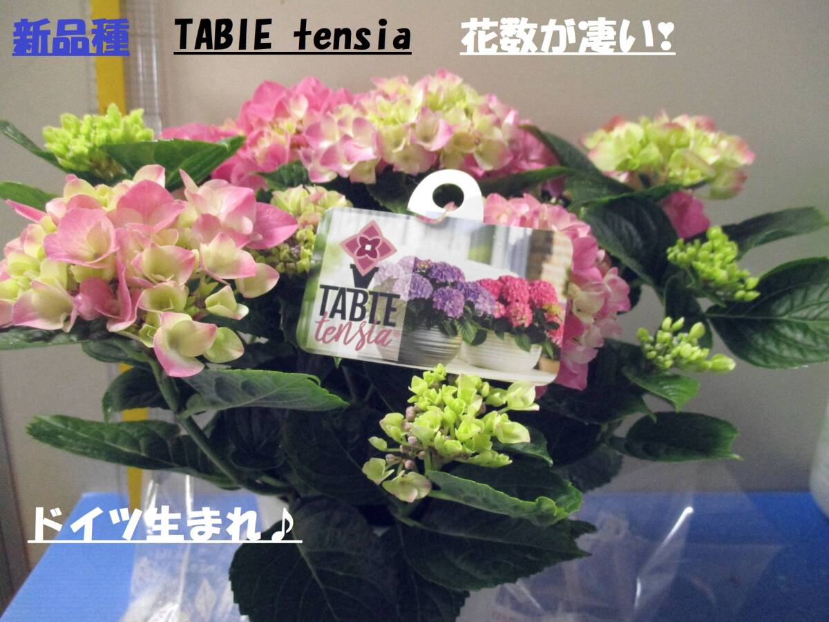ラスト週末特価！【新品種】☆彡次々にお花が咲く TABLE tensia pink 5号の画像1