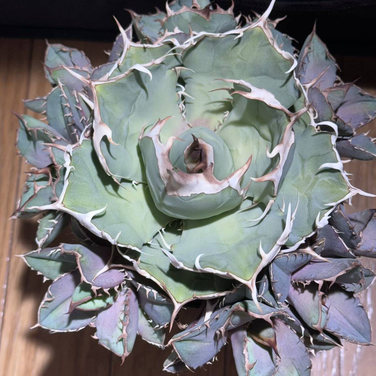 アガベ オテロイ 実生 Agave titanota チタノタ の画像7