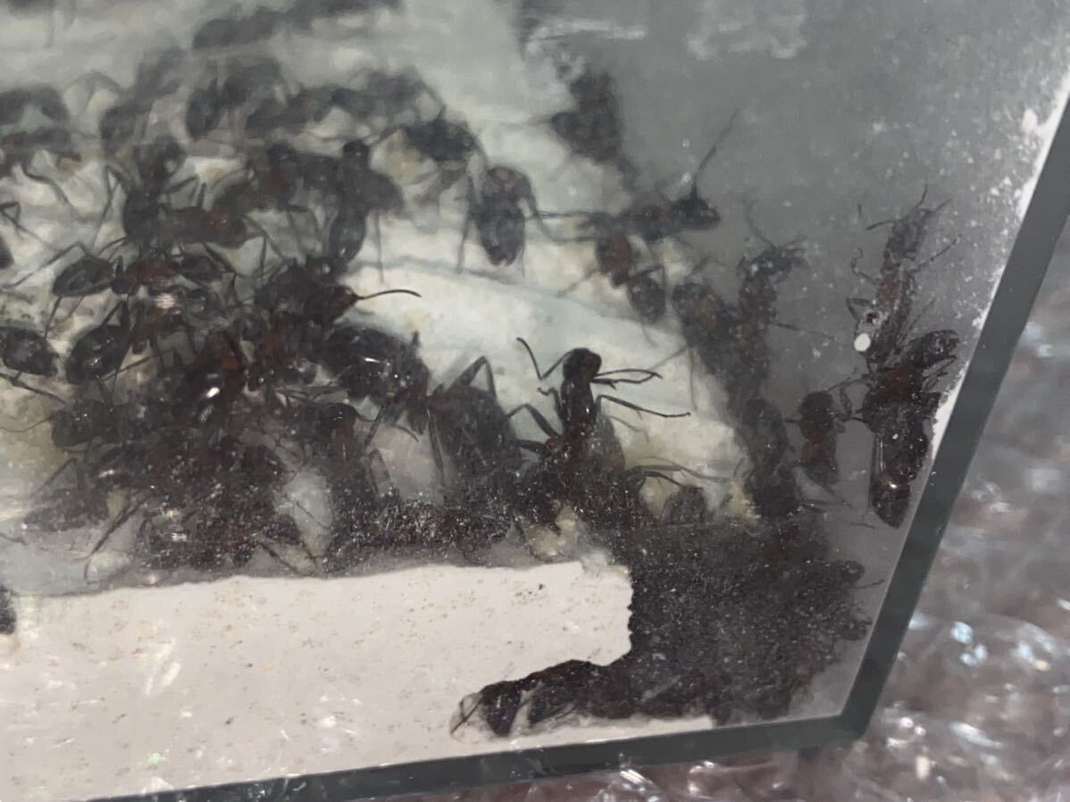 女王蟻 ムネアカオオアリ女王蟻一匹と働き蟻二百匹のコロニーの画像3