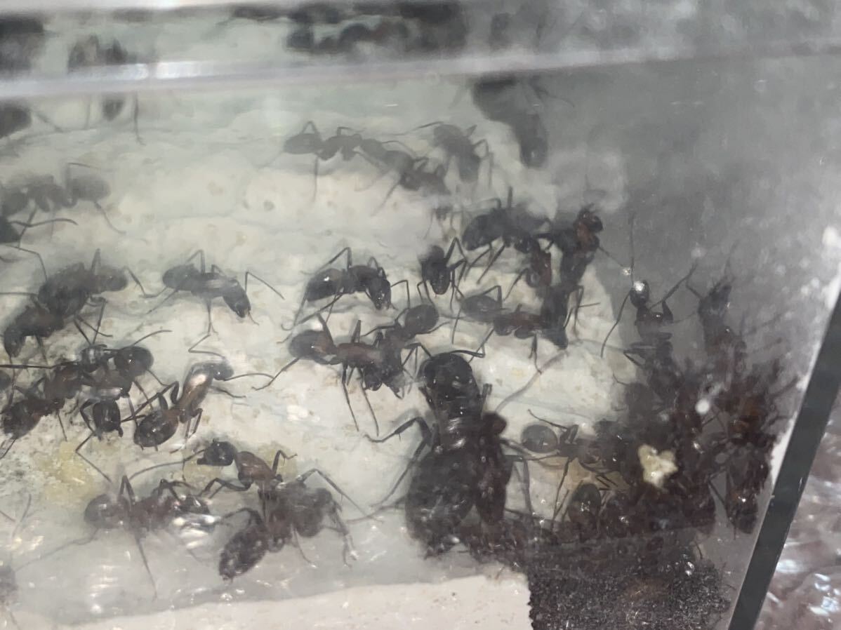 女王蟻 ムネアカオオアリ女王蟻一匹と働き蟻二百匹のコロニーの画像4