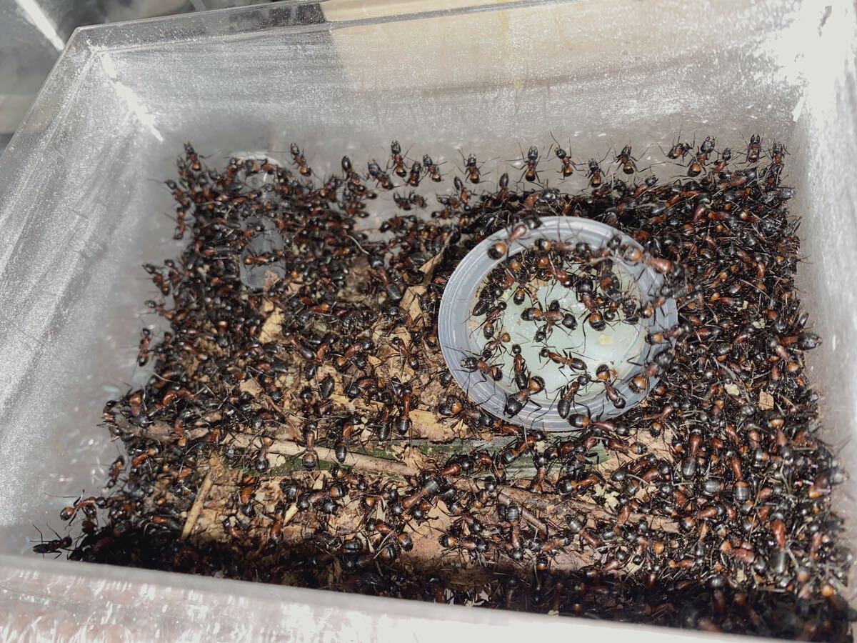 女王蟻　ムネアカオオアリ八百五十匹以上のコロニー　昆虫　自由研究　虫　プレゼント　ギフト　寄生用_画像3