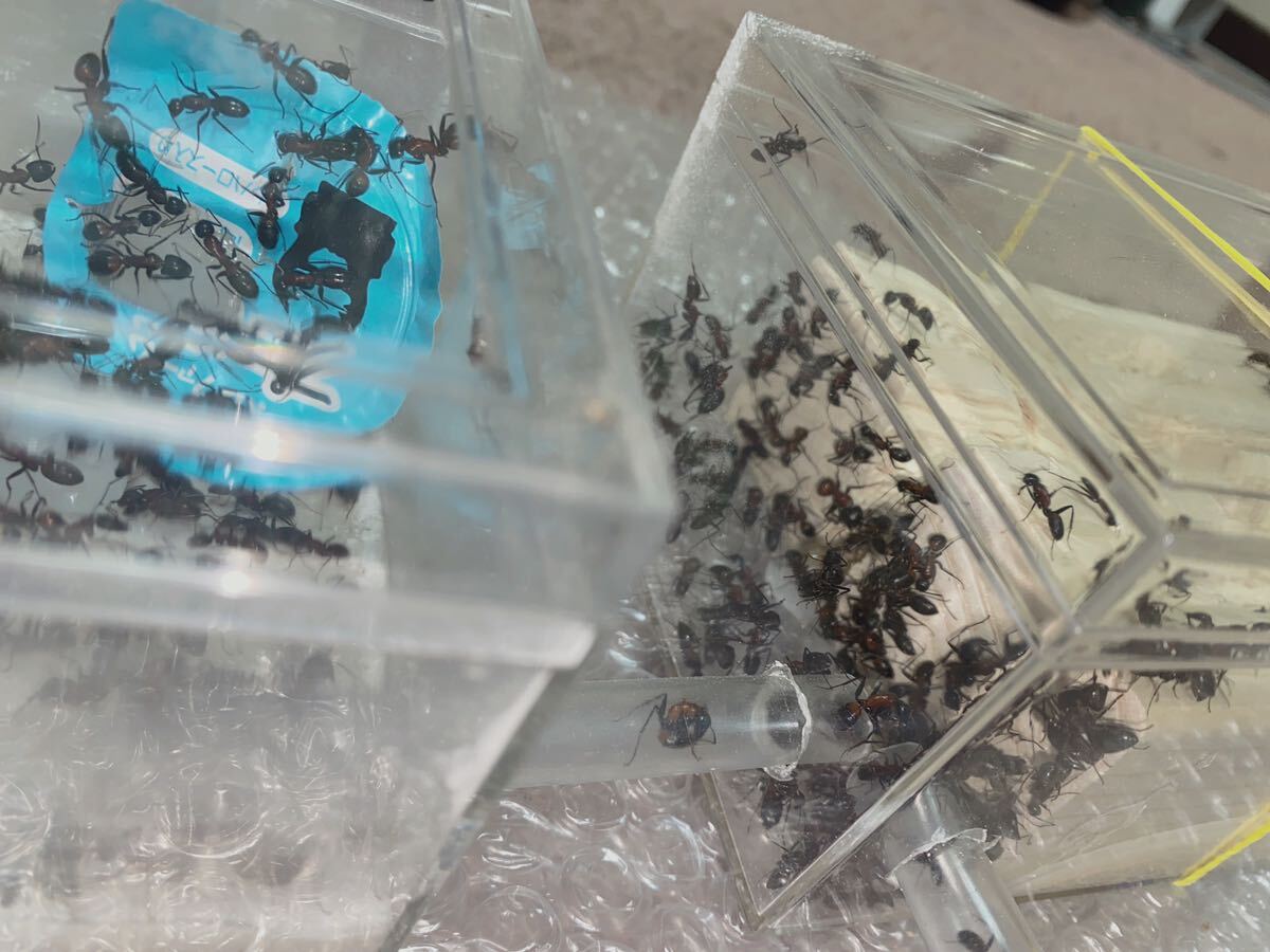 女王蟻　ムネアカオオアリ八百五十匹以上のコロニー　昆虫　自由研究　虫　プレゼント　ギフト　寄生用_画像6