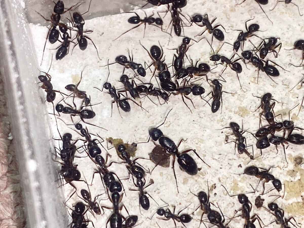 女王蟻 ミカドオオアリ女王蟻一匹と働き蟻二十匹以上のコロニー 自由研究 昆虫 虫の画像1