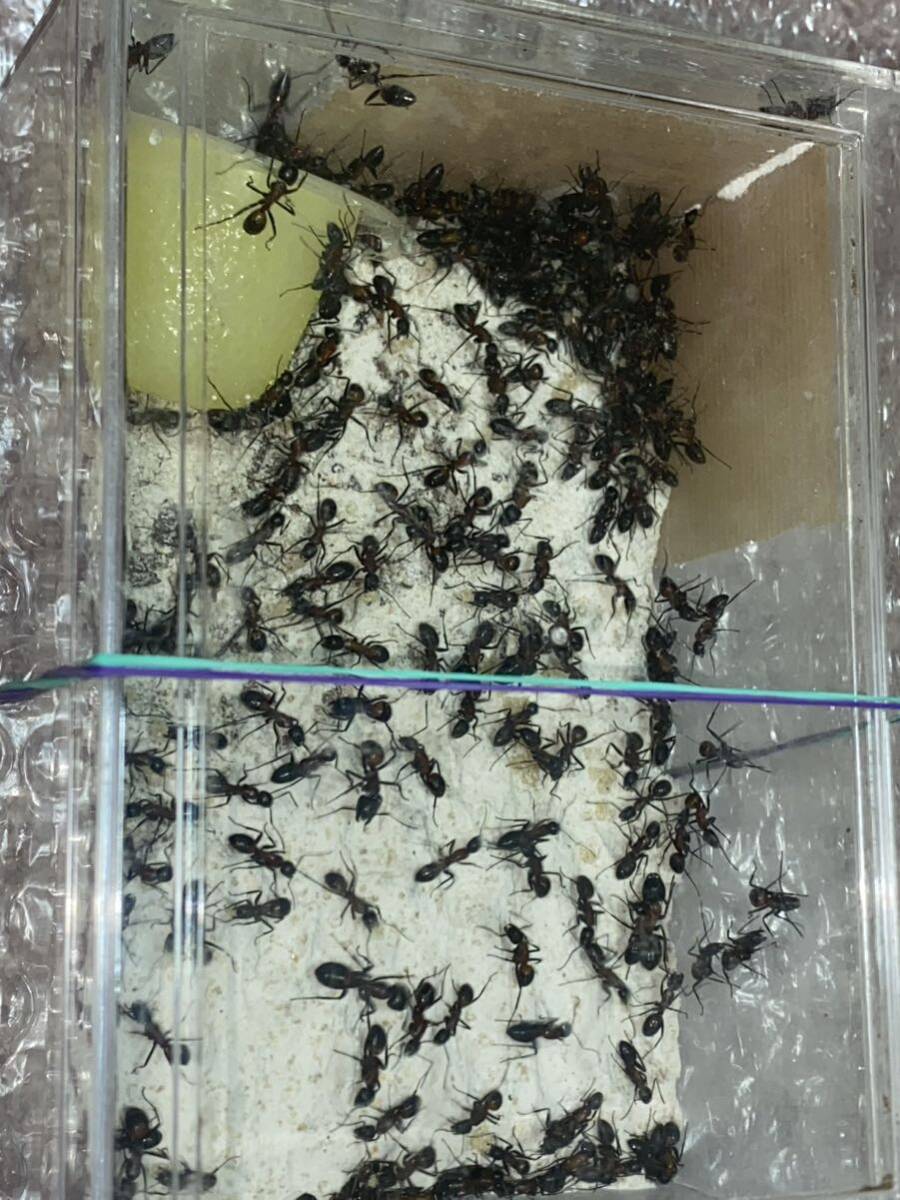 女王蟻 ムネアカオオアリ女王蟻一匹と働き蟻二百匹のコロニーの画像2