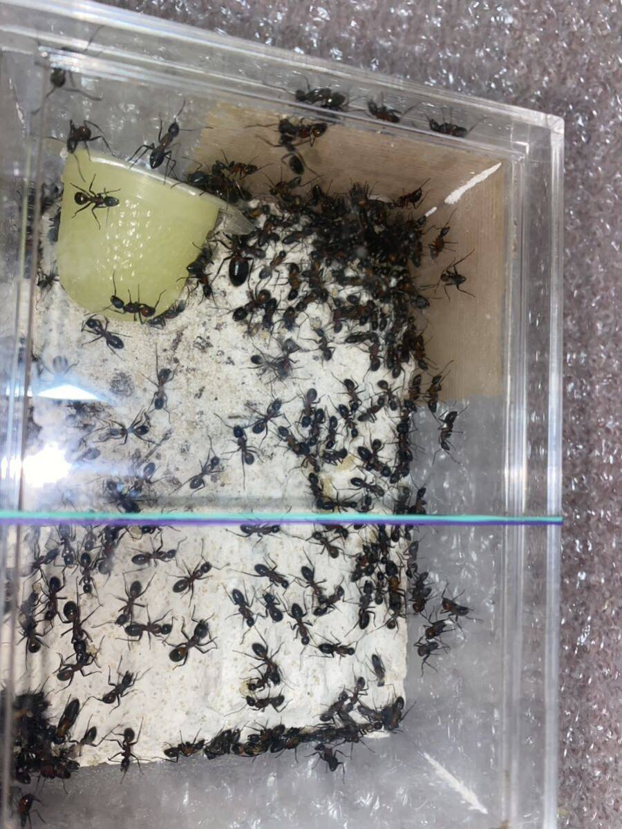 女王蟻 ムネアカオオアリ女王蟻一匹と働き蟻二百匹のコロニーの画像6