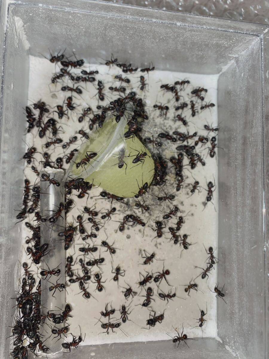 女王蟻 昆虫 ムネアカオオアリ百五十匹以上のコロニー オリーブの木編「旧つばさの党」政治企画 虫 プレゼント ギフト 自由研究 の画像3