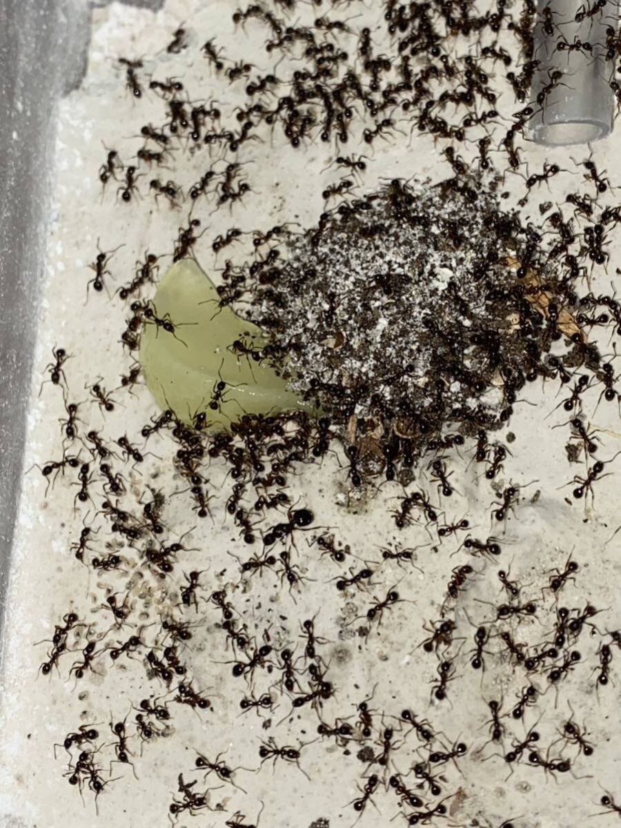 女王蟻　ヤマトアシナガアリ女王蟻一匹と働き蟻二十匹以上のコロニー_画像2