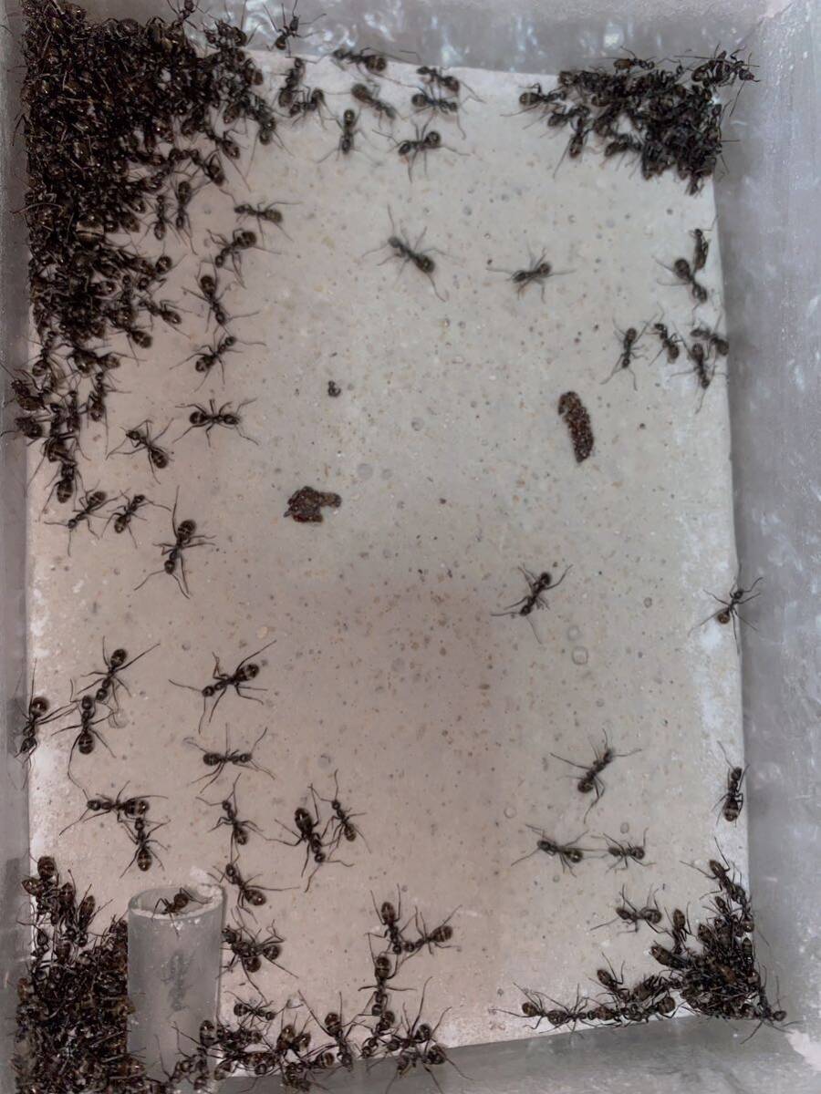 女王蟻 政治企画おかわり編 「自民党」 ハヤシクロヤマアリ女王蟻四匹と働き蟻三百匹以上のコロニー 昆虫 虫 自由研究 ギフトの画像5