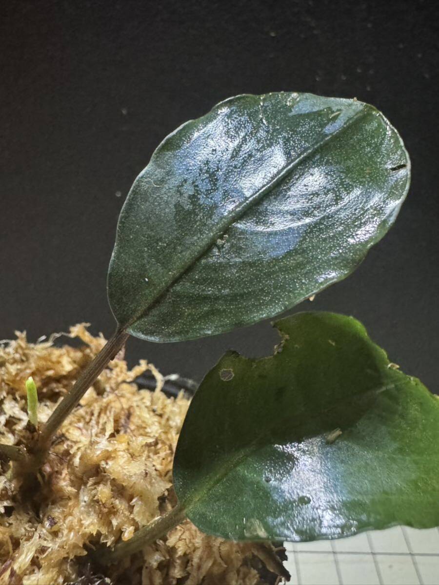 ★ブセファランドラ sp. シルバーゴールド★Bucephalandra sp. Silver Gold ★ ボルネオ産　タグ付き_画像1