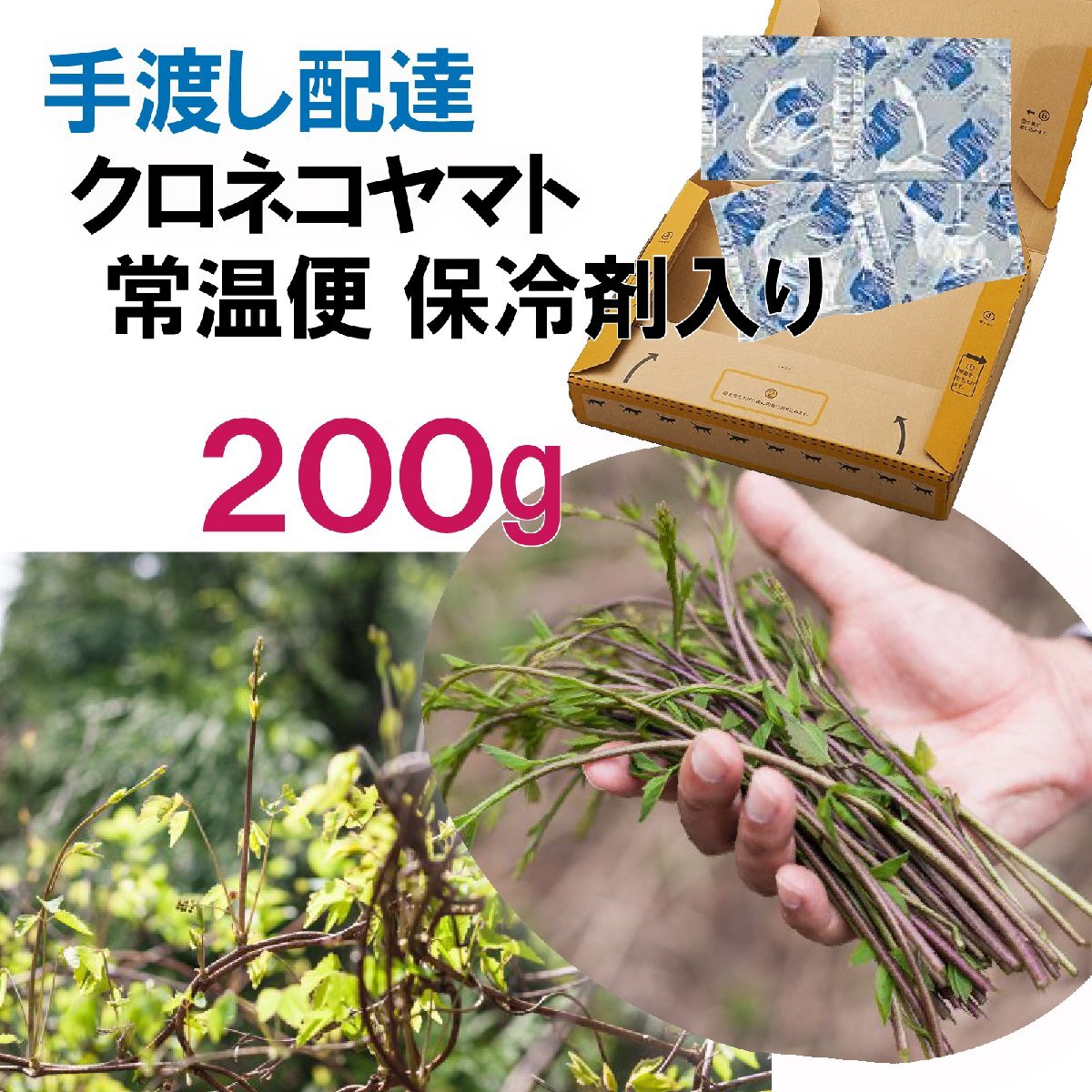 【早期予約に限り100円引】【保冷剤入り】豪雪地帯のごちそう山菜 アケビの新芽「木の芽」約200g/ 新潟では高級割烹食材の画像2