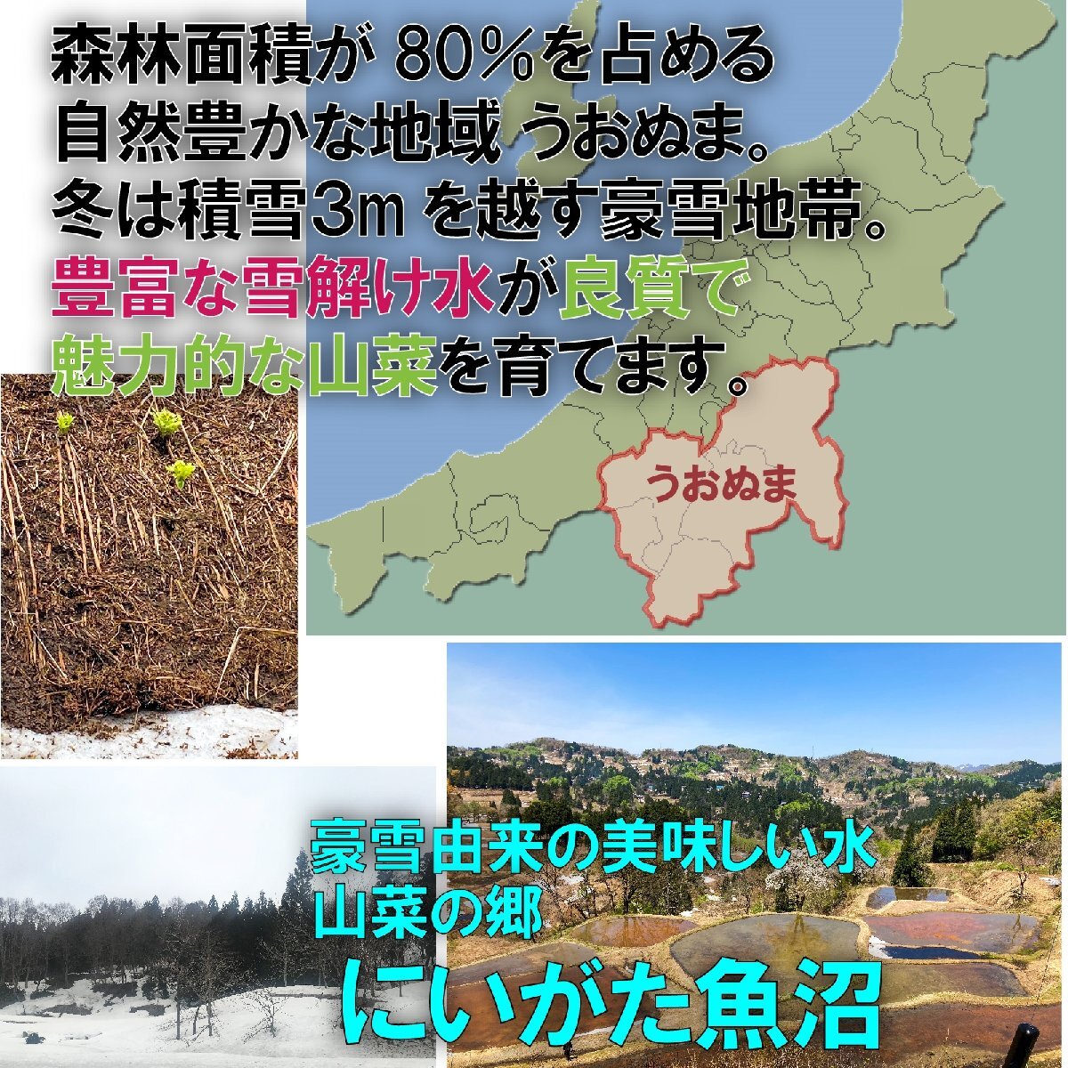 【早期予約推奨】【保冷剤入り】［新潟魚沼産］豪雪地帯の 天然 山の ふき 蕗 約１kg /採りたてそのまま/自然本来の風味_画像3