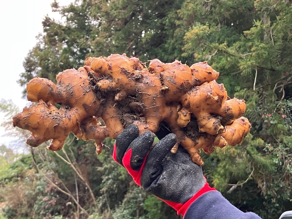 高知県産　種生姜　3kg 