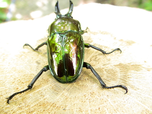 ニジイロクワガタ ピカール血統 ♂38mm Ｂ♀35mm ニジイロピカールの画像4