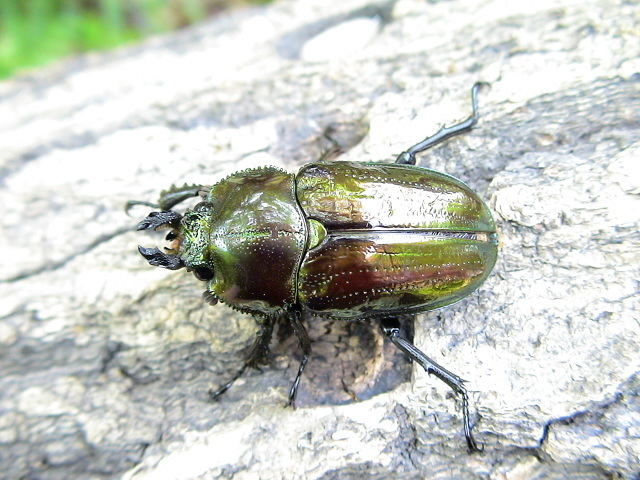 ニジイロクワガタ ピカール血統 ♂38mm Ｂ♀35mm ニジイロピカールの画像6